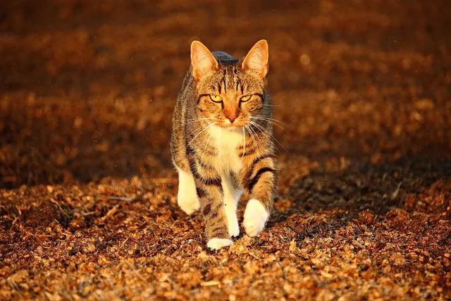 Cat Treats