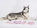 Heavy Duty Dog Leash & Collar Set 6FT-Nylon Dog Leash, Water Resistant, Comfortable Handle, Easy to Use Collar Hook, Sturdy Comfortable Leash Supports The Strongest Pulling L-M Dogs, Pink