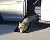 PetSafe Happy Ride Mini Dog Ramp - Portable Lightweight Pet Ramp - Great for Cars and - Durable Frame Supports up to 150 lb - Side Rails and High Traction Surface Design