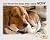 PetJoy Complete Hip and Joint Care Health Daily Soft Chews Key Ingredients Glucosamine HCI, MSM, Chondroitin Sulfate to Repair and Restore Hip and Joint Tissue