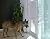 Power Pet Large Electronic Pet Door PX-2