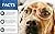 American Kennel Club AKC 150-Pack Training Pads in a Box - AKC 63860