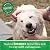 GREENIES Large Natural Dog Dental Care Chews Oral Health Dog Treats Blueberry Flavor, 12 oz. Pack (8 Treats)