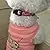 azuza Dog Collar and Leash Set, Red Nylon Collar with Matching Leash for Small Dogs, Cute Bone Pattern