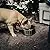 YETI Boomer 8 Stainless Steel, Non-Slip Dog Bowl, Holds 64 Ounces, Stainless Steel