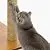 Cat Tree - Vesper Scratching Post with Condo - Walnut Furniture