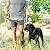 OutdoorMaster Bungee Dog Leash, Improved Dog Safety & Comfort (Tan)