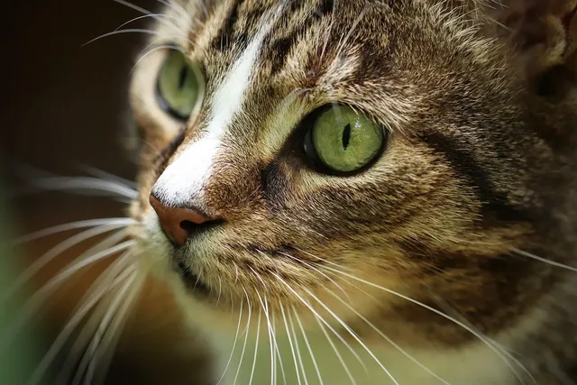 Cat Collars & Leashes