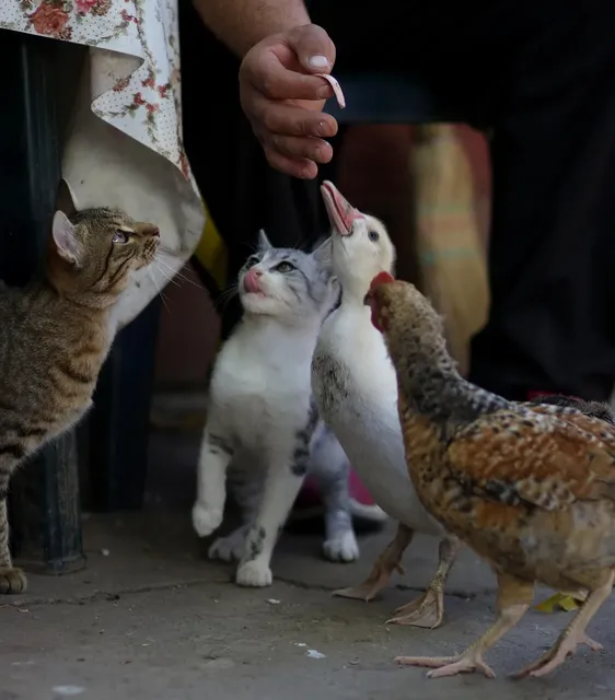 Cat Food