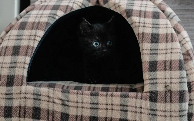 Cat Beds & Trees