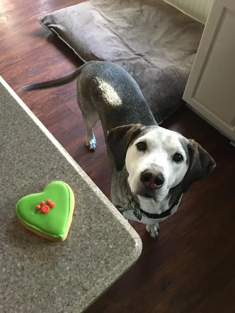 Dog Treats